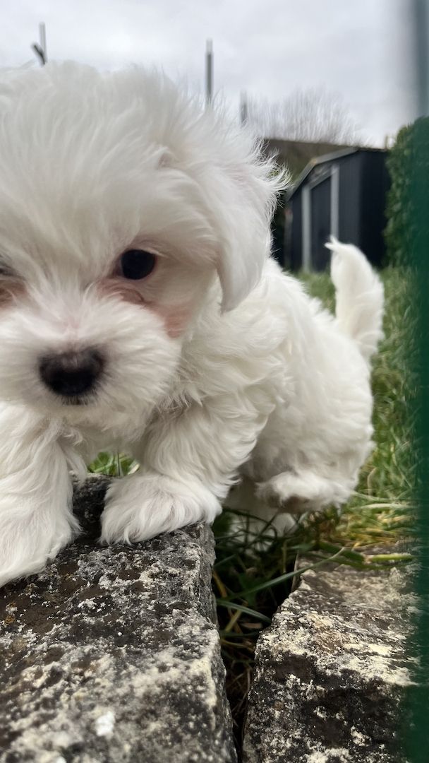 Malteser Welpen Hund Männchen 19.12