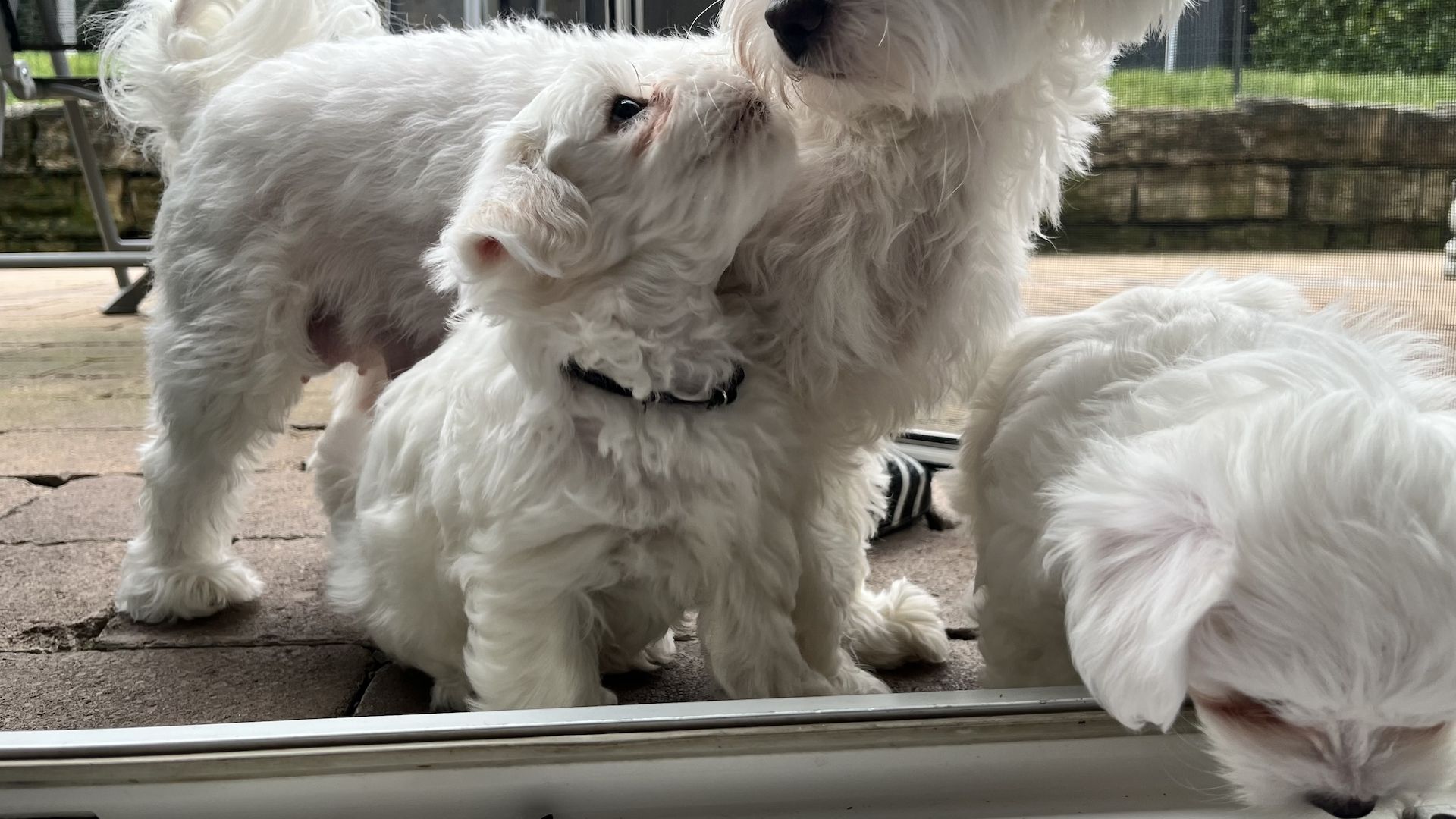 Malteser Welpen Hund Männchen 19.12