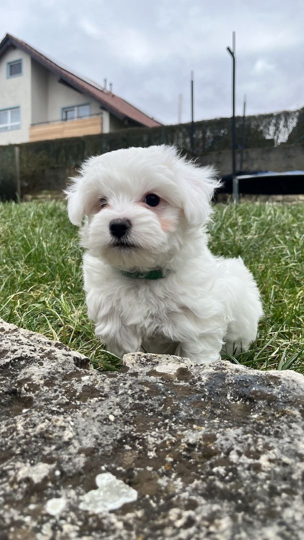 Malteser Welpen Hund Männchen 19.12