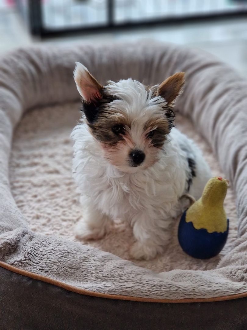 Biewer Yorkshire Terrier Welpen