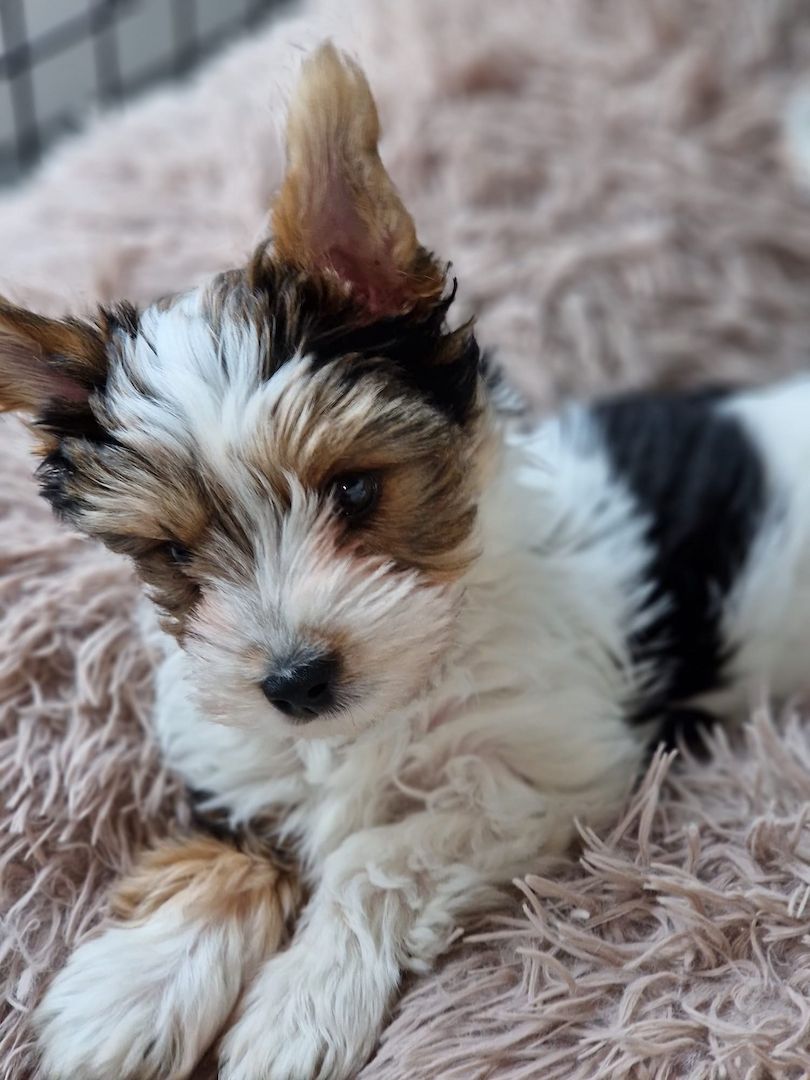 Biewer Yorkshire Terrier Welpen