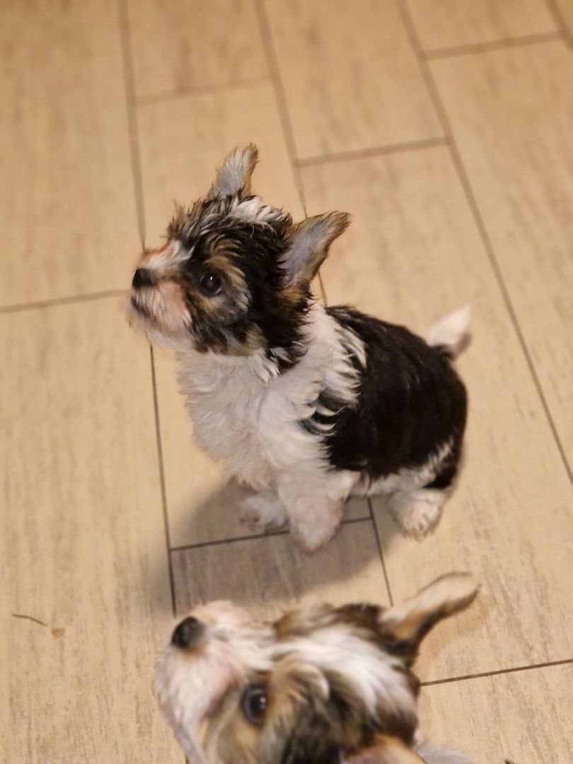 Biewer Yorkshire Terrier Welpen