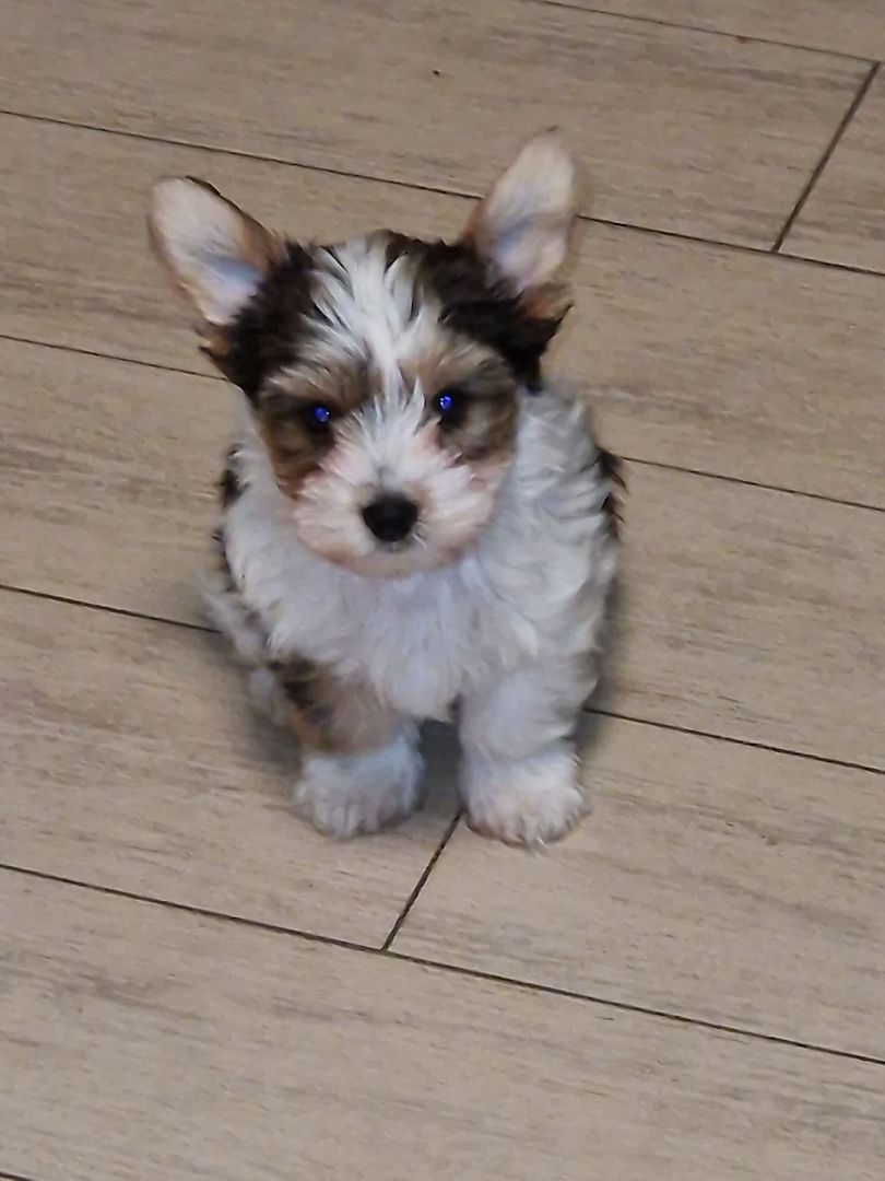 Biewer Yorkshire Terrier Welpen