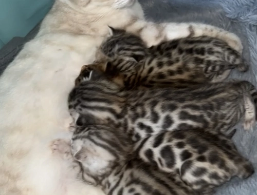 Reinrassige Bengal Kitten