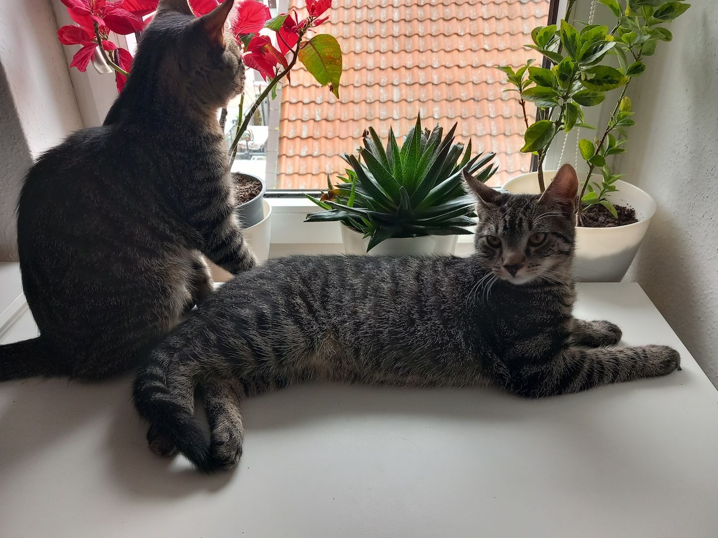 Geschwisterpaar Kater 7Monate