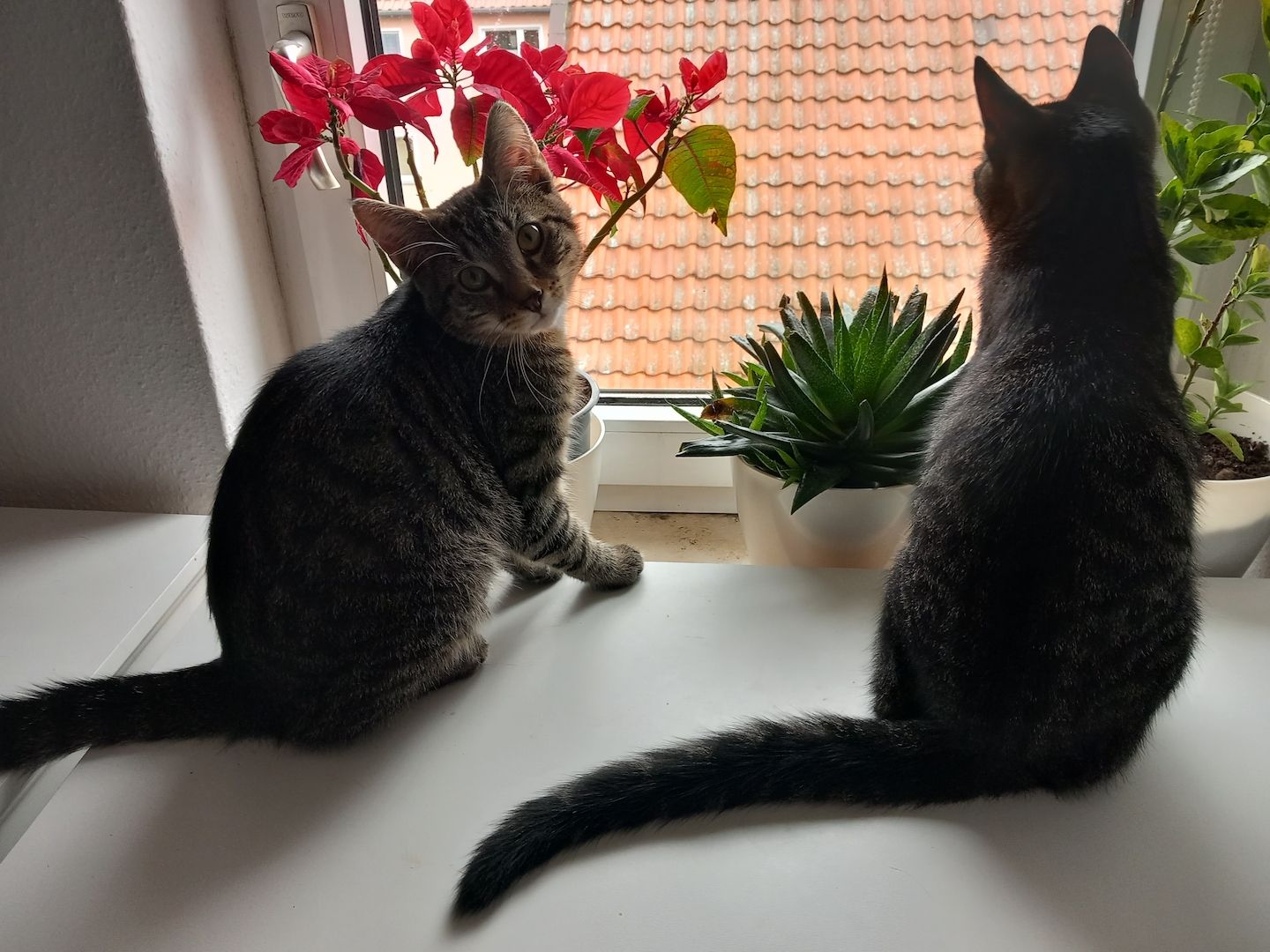 Geschwisterpaar Kater 7Monate