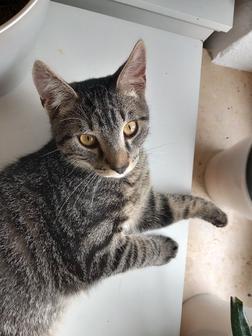 Geschwisterpaar Kater 7Monate