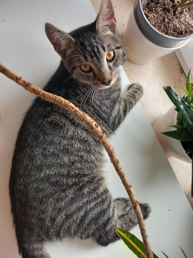 Geschwisterpaar Kater 7Monate