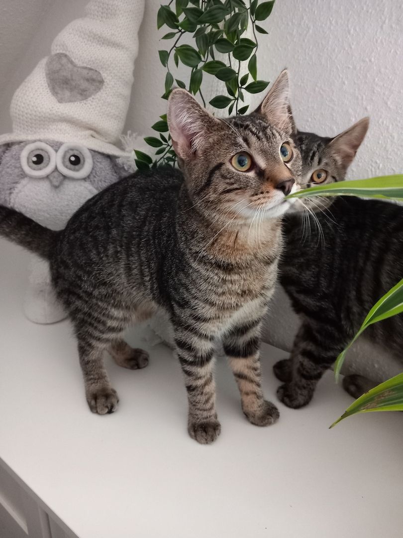 Geschwisterpaar Kater 7Monate