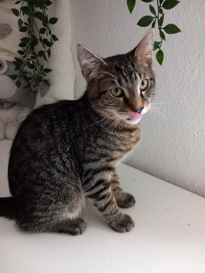 Geschwisterpaar Kater 7Monate