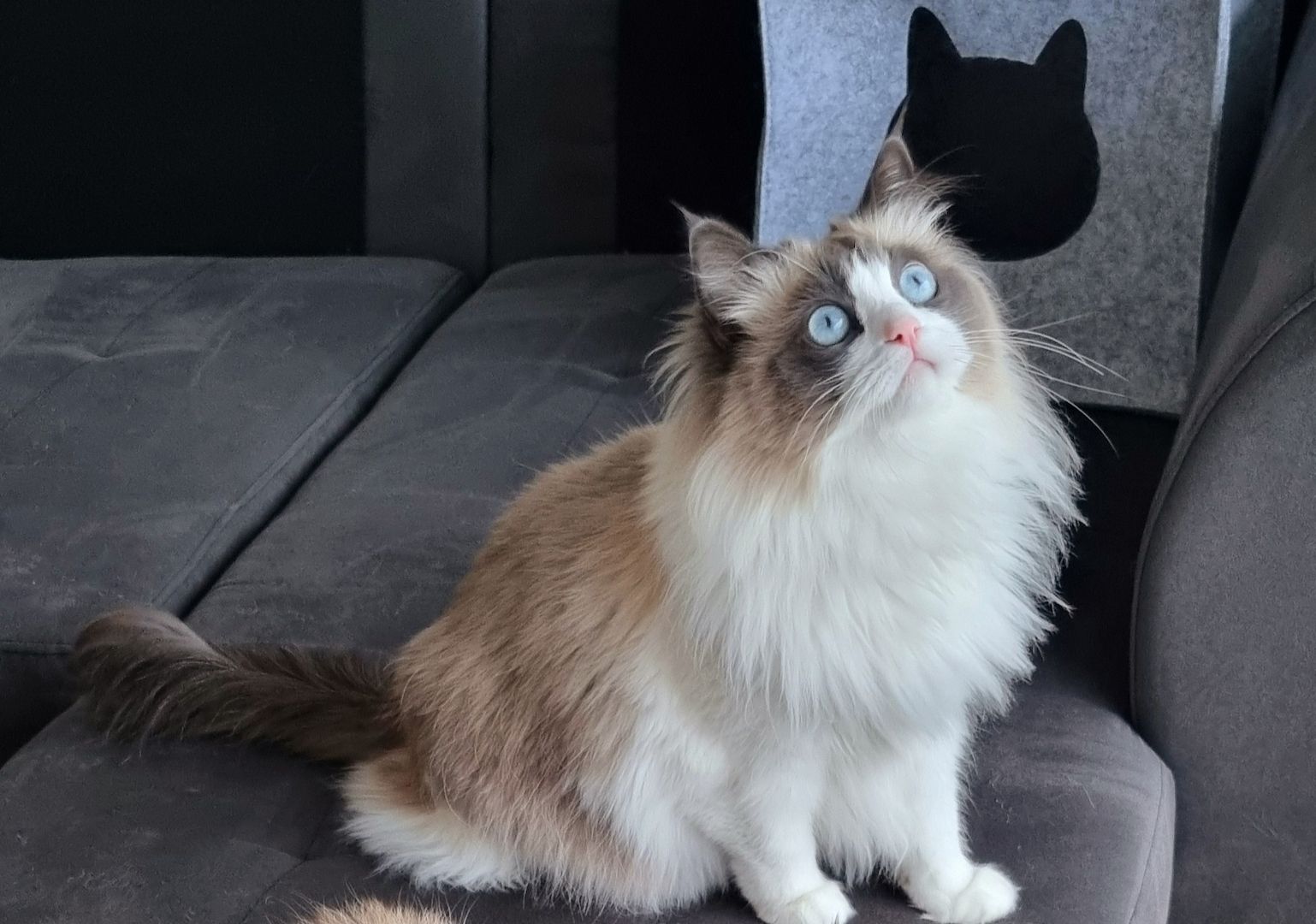Liebevolle Ragdoll- Prinzessin
