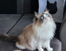 Liebevolle Ragdoll- Prinzessin