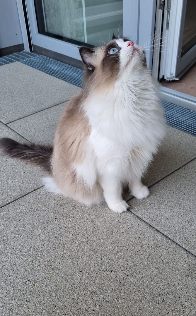 Liebevolle Ragdoll- Prinzessin