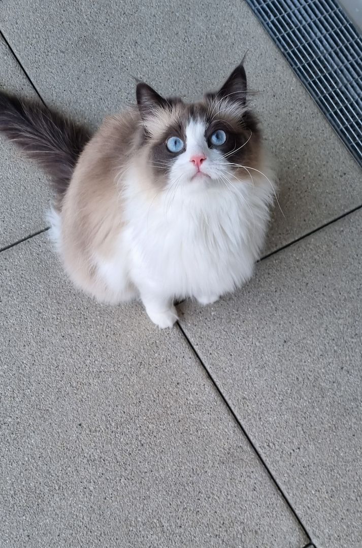 Liebevolle Ragdoll- Prinzessin