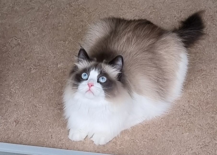 Liebevolle Ragdoll- Prinzessin