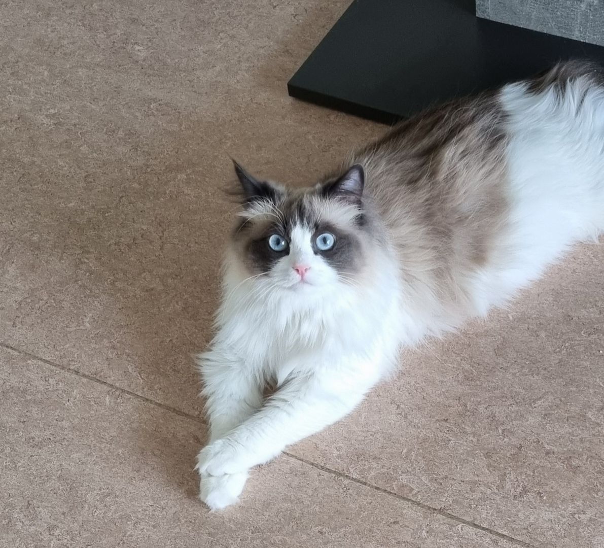 Liebevolle Ragdoll- Prinzessin