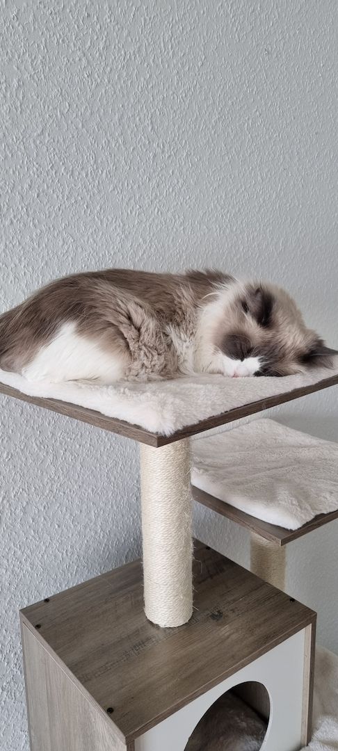 Liebevolle Ragdoll- Prinzessin