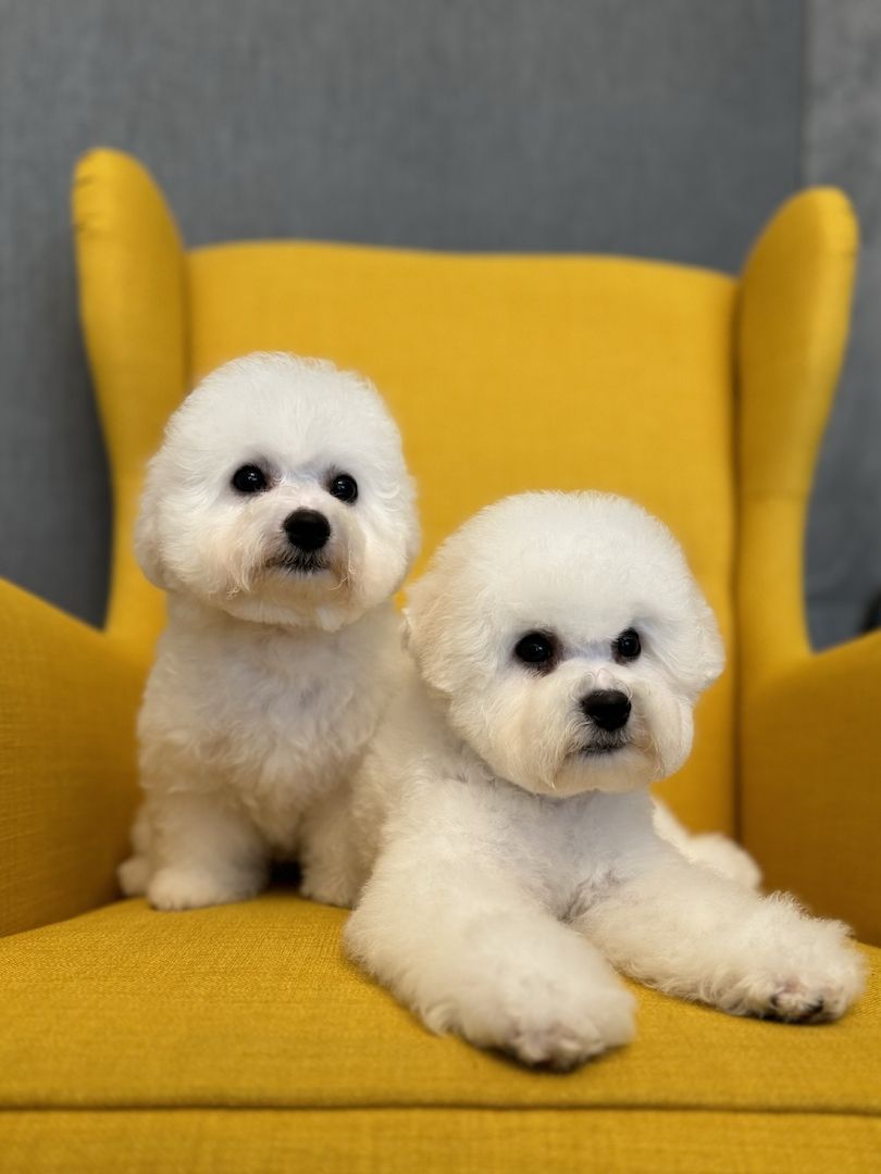 Bichon Frise Welpen Bichon Frise Welpen