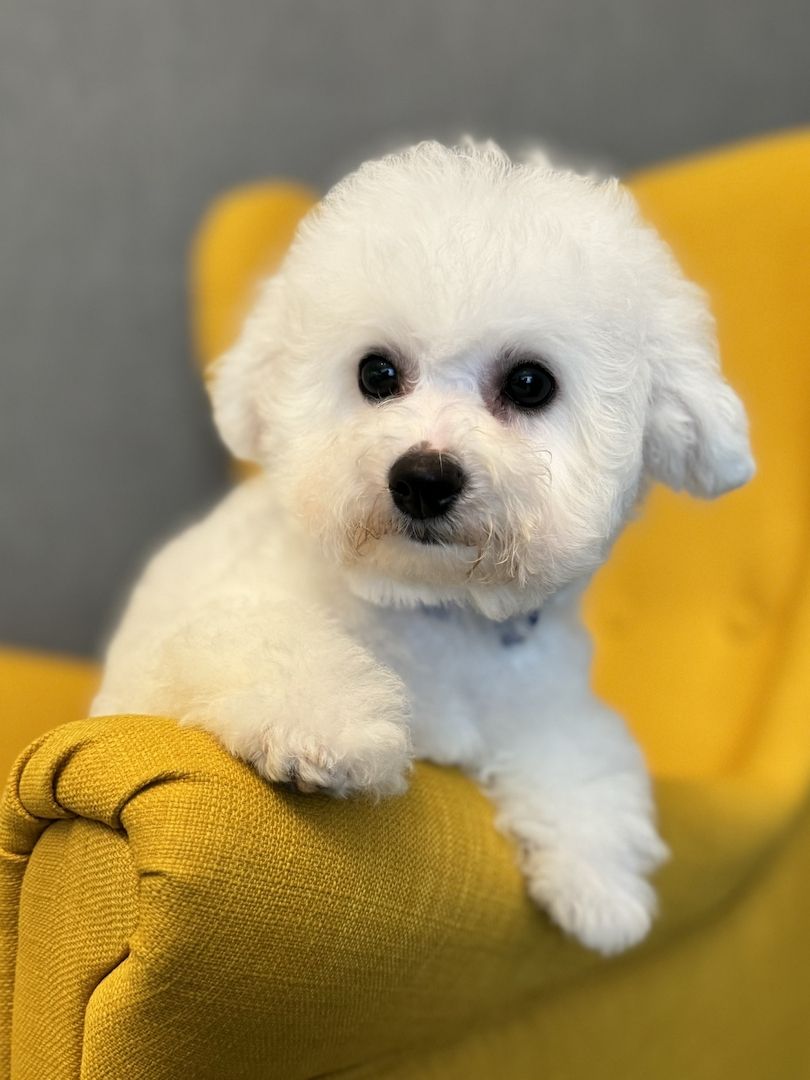 Bichon Frise Welpen Bichon Frise Welpen