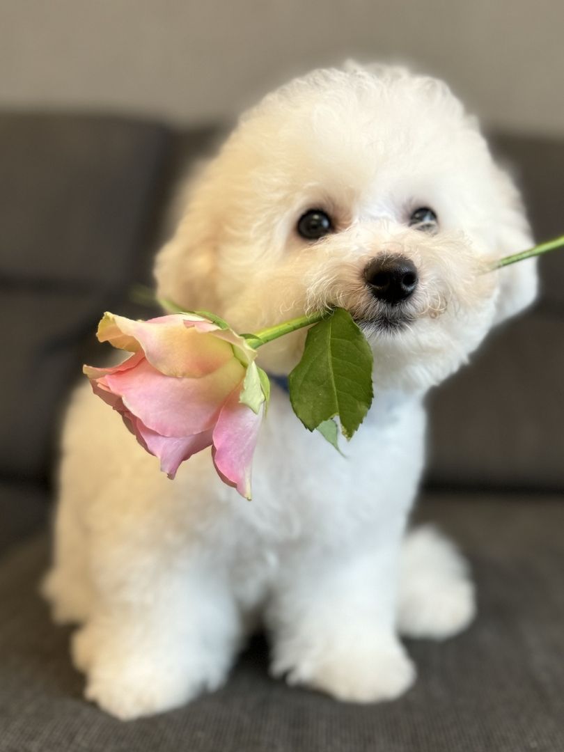 Bichon Frise Welpen Bichon Frise Welpen