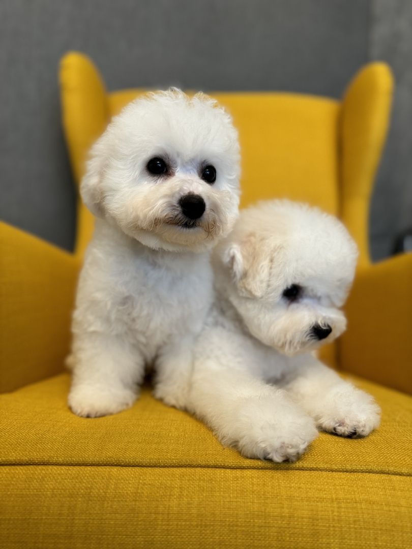 Bichon Frise Welpen Bichon Frise Welpen