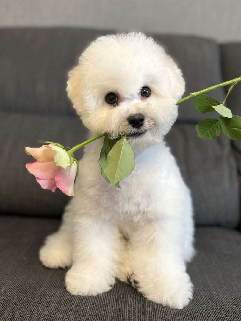 Bichon Frise Welpen Bichon Frise Welpen