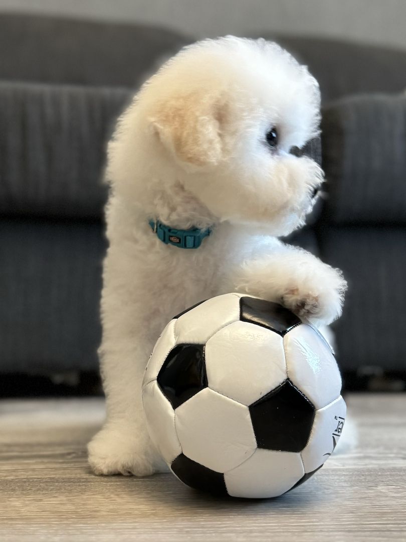 Bichon Frise Welpen Bichon Frise Welpen