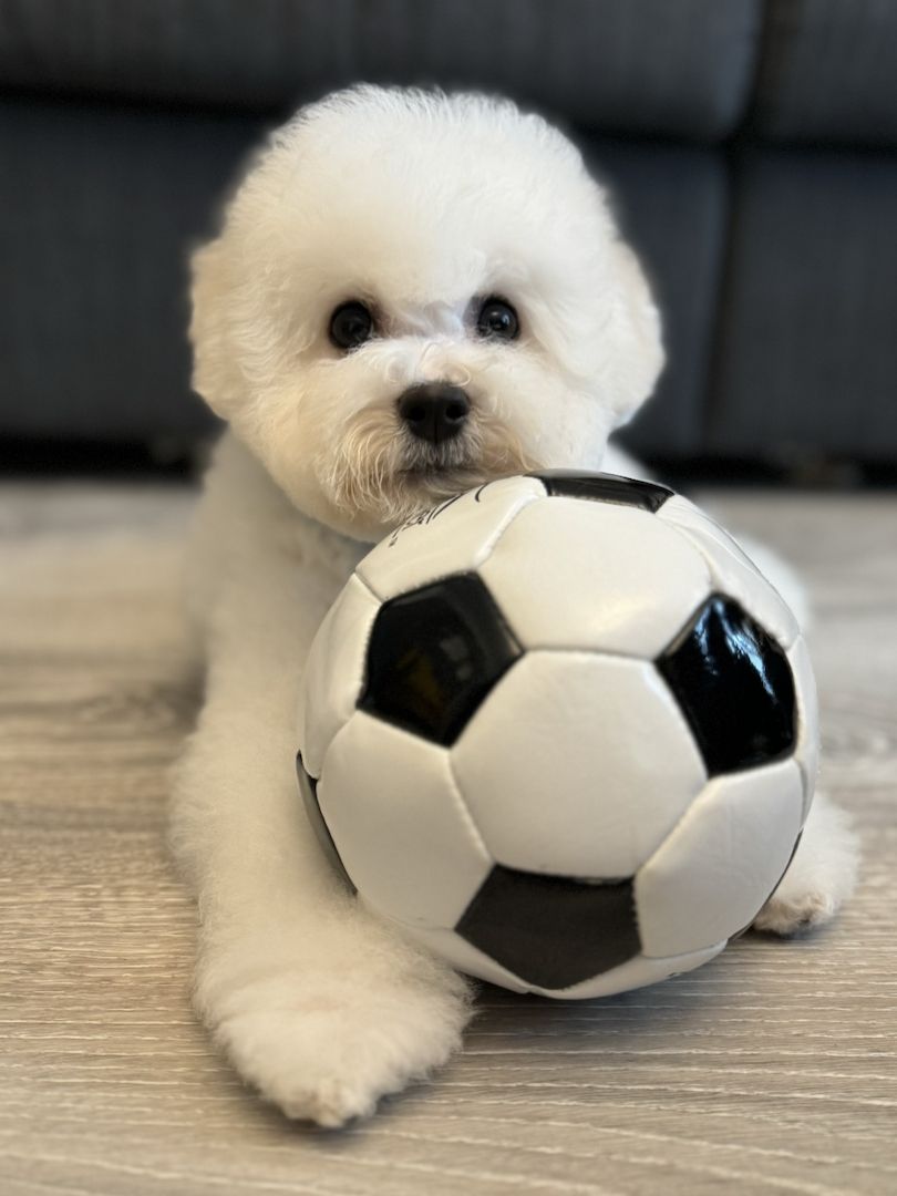Bichon Frise Welpen Bichon Frise Welpen