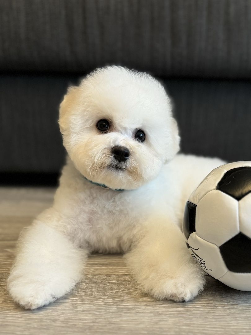 Bichon Frise Welpen Bichon Frise Welpen