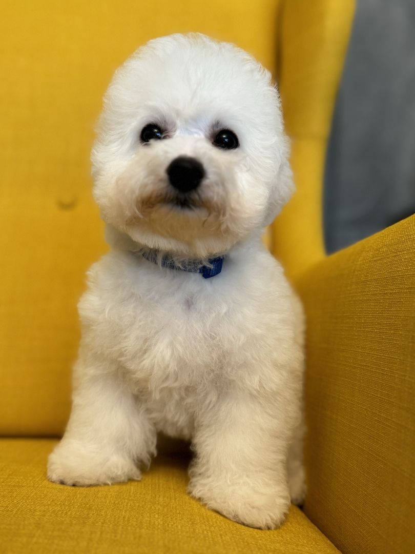 Bichon Frise Welpen Bichon Frise Welpen