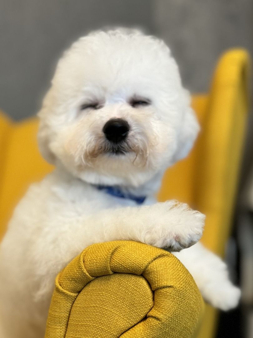 Bichon Frise Welpen Bichon Frise Welpen