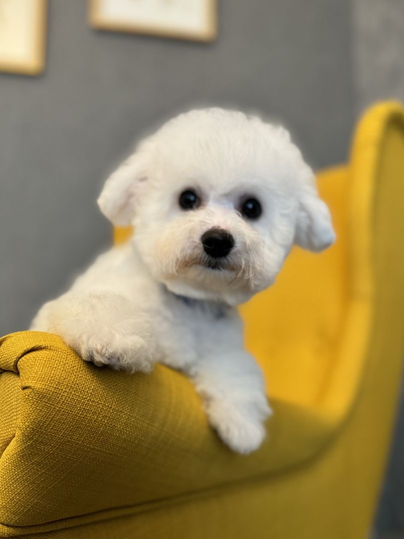 Bichon Frise Welpen Bichon Frise Welpen