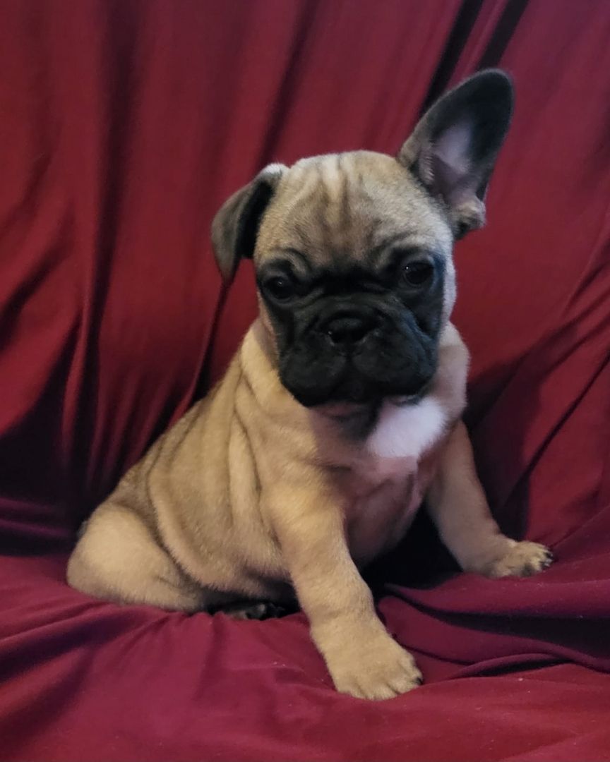 Französische Bulldogge Welpen