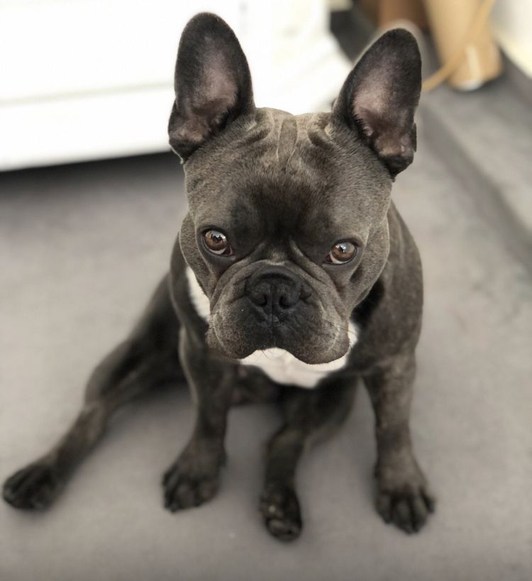 Französische Bulldogge Welpen