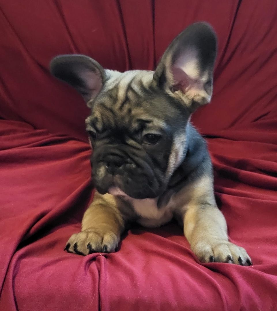Französische Bulldogge Welpen