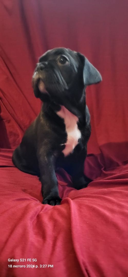 Französische Bulldogge Welpen