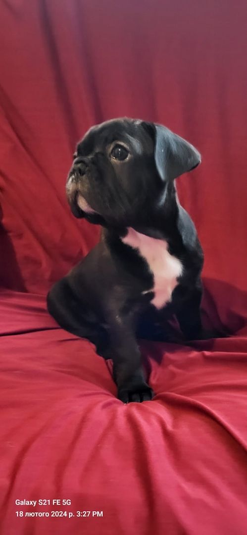 Französische Bulldogge Welpen