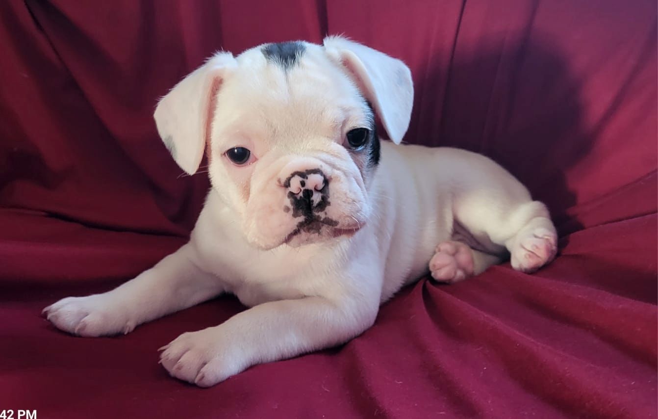 Französische Bulldogge Welpen