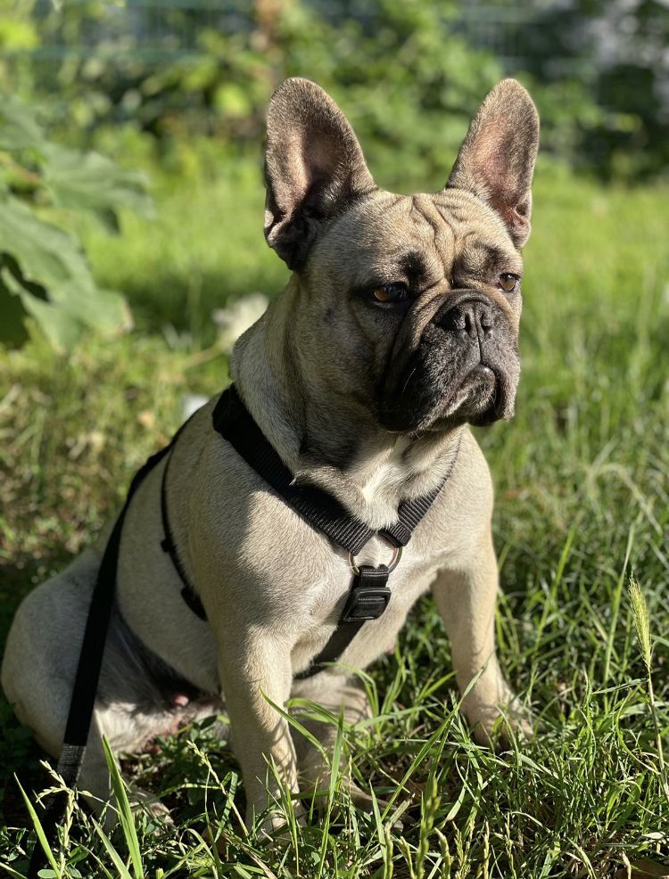 Französische Bulldogge Welpen