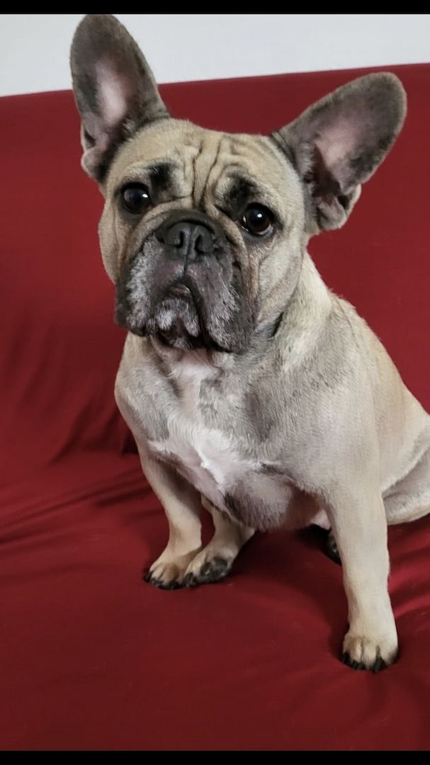 Französische Bulldogge Welpen
