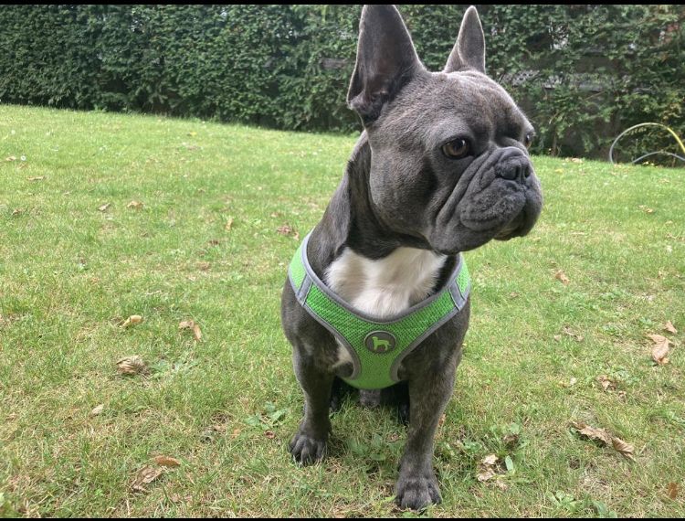 Französische Bulldogge Welpen