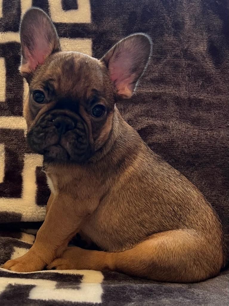 Französische Bulldogge Welpen