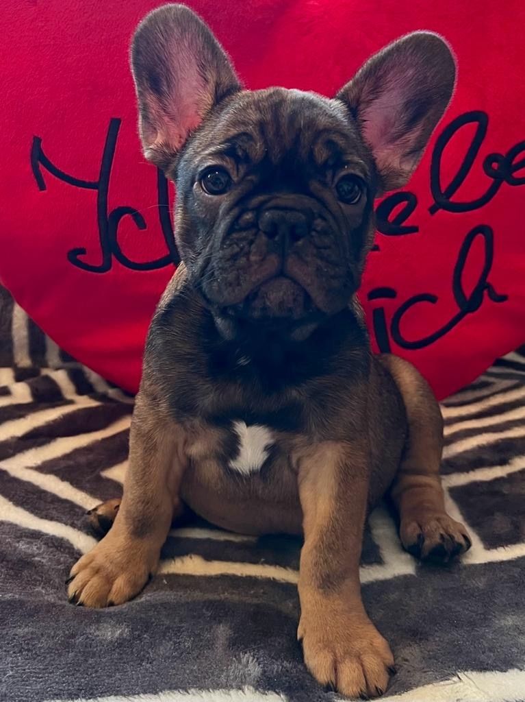 Französische Bulldogge Welpen