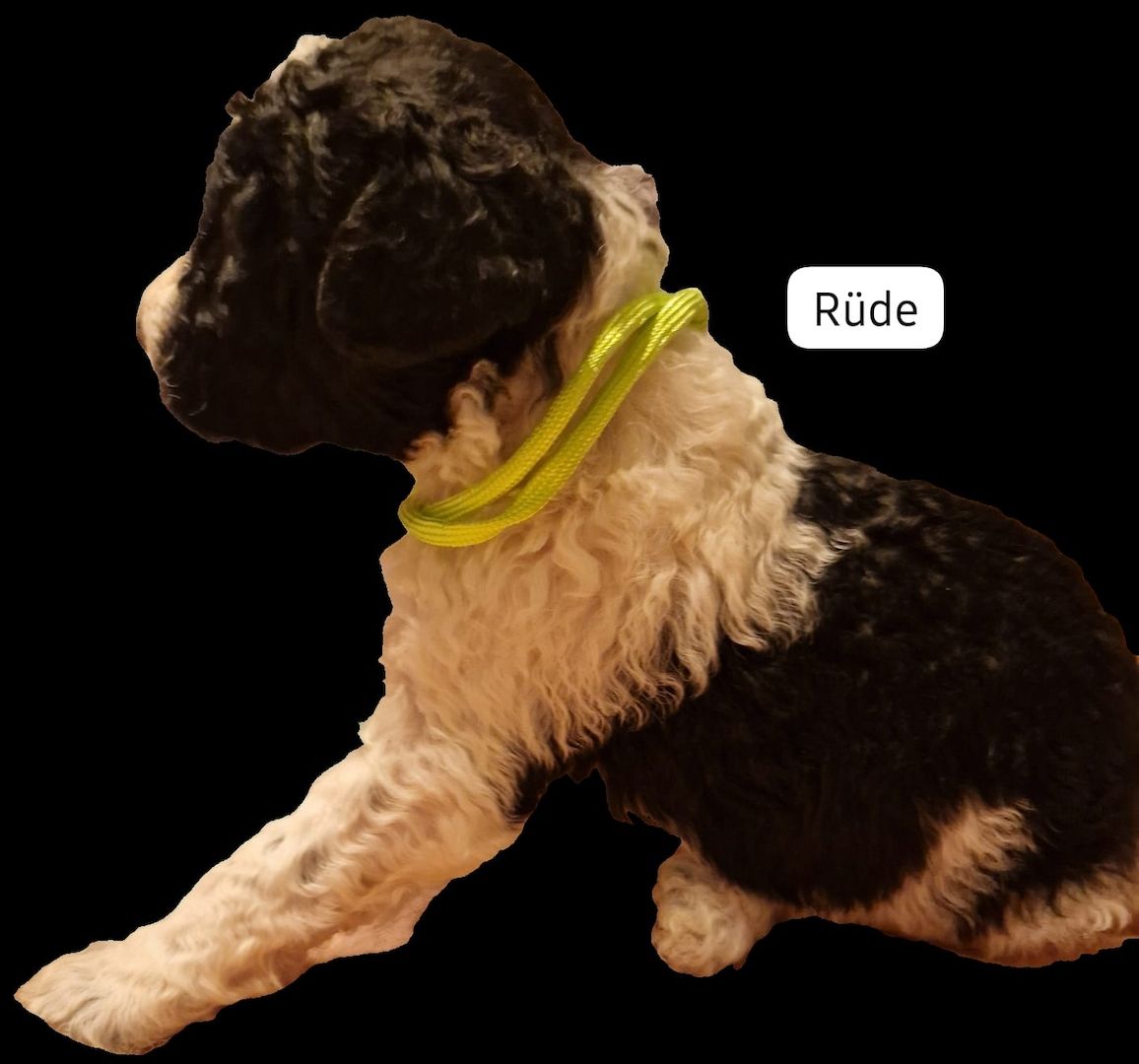 Spanischer Wasserhund Welpen Spanischer Wasserhund Welpen