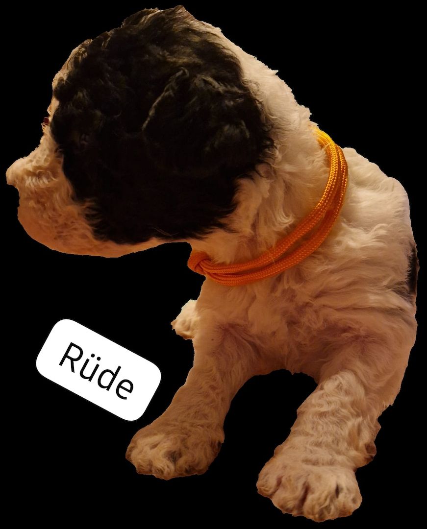 Spanischer Wasserhund Welpen Spanischer Wasserhund Welpen