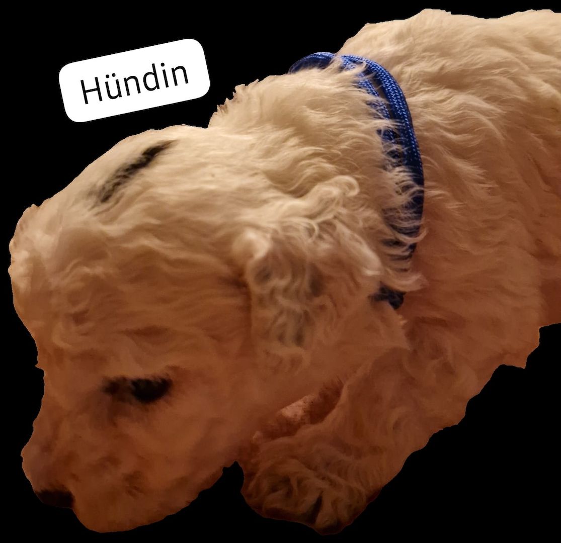 Spanischer Wasserhund Welpen Spanischer Wasserhund Welpen