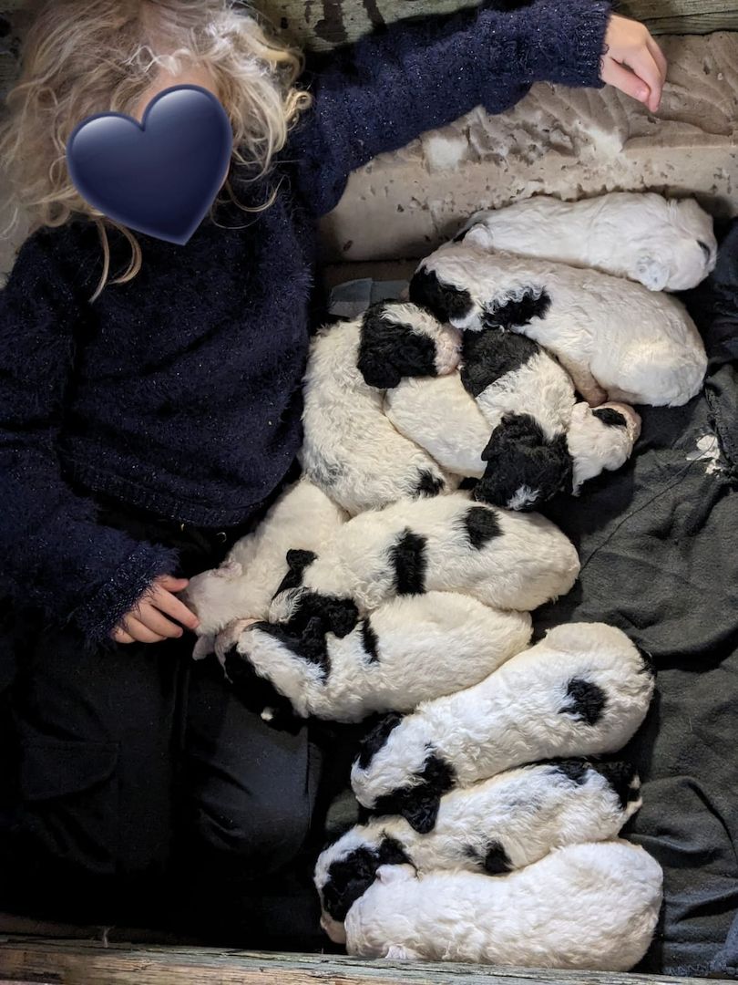 Spanischer Wasserhund Welpen Spanischer Wasserhund Welpen