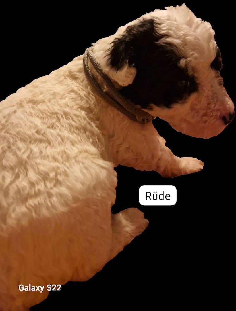 Spanischer Wasserhund Welpen Spanischer Wasserhund Welpen