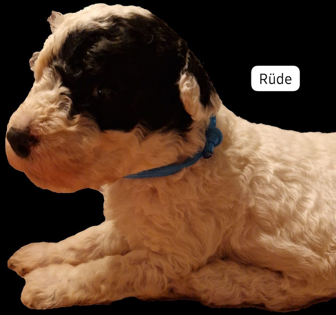 Spanischer Wasserhund Welpen Spanischer Wasserhund Welpen