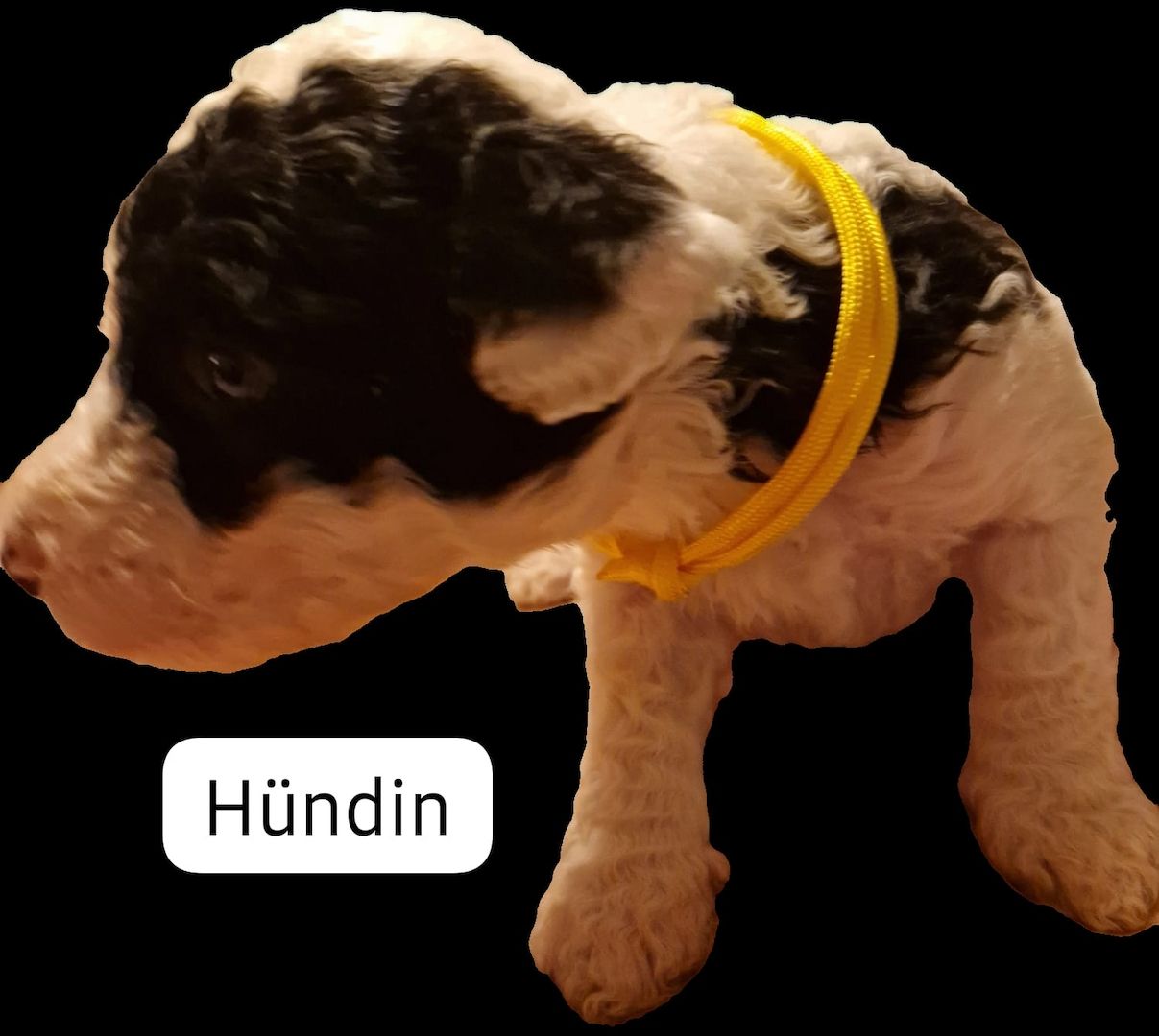 Spanischer Wasserhund Welpen Spanischer Wasserhund Welpen